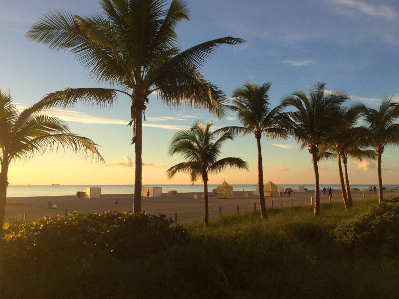 palm trees at the beach