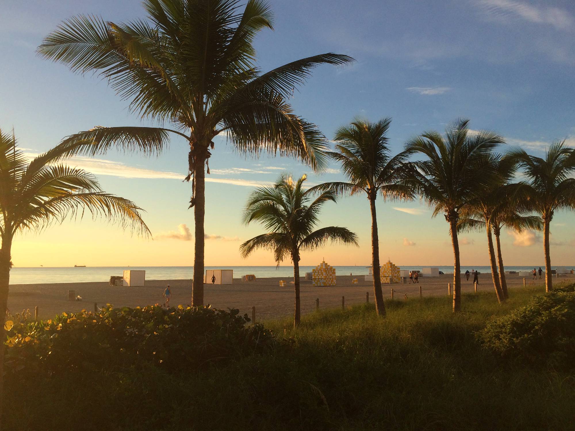 palm trees on beach in sunset