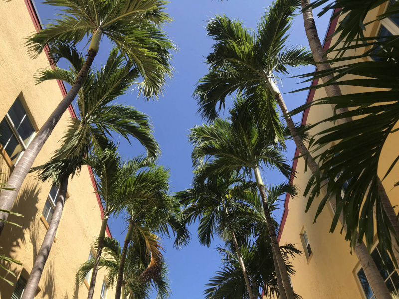 palmtrees in courtyard